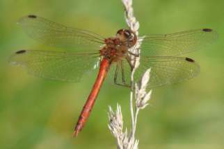 Sympetrum fonscolombii - Frühe Heidelibelle